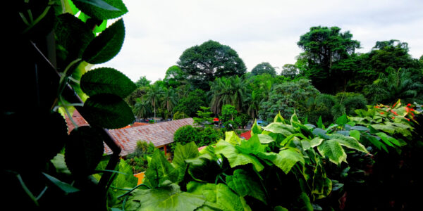 KEBUN RAYA BOGOR VIEW